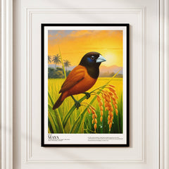 Maya (Chestnut/Black-Headed Munia)