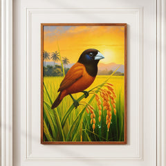 Maya (Chestnut/Black-Headed Munia)