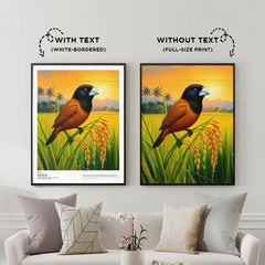 Maya (Chestnut/Black-Headed Munia)