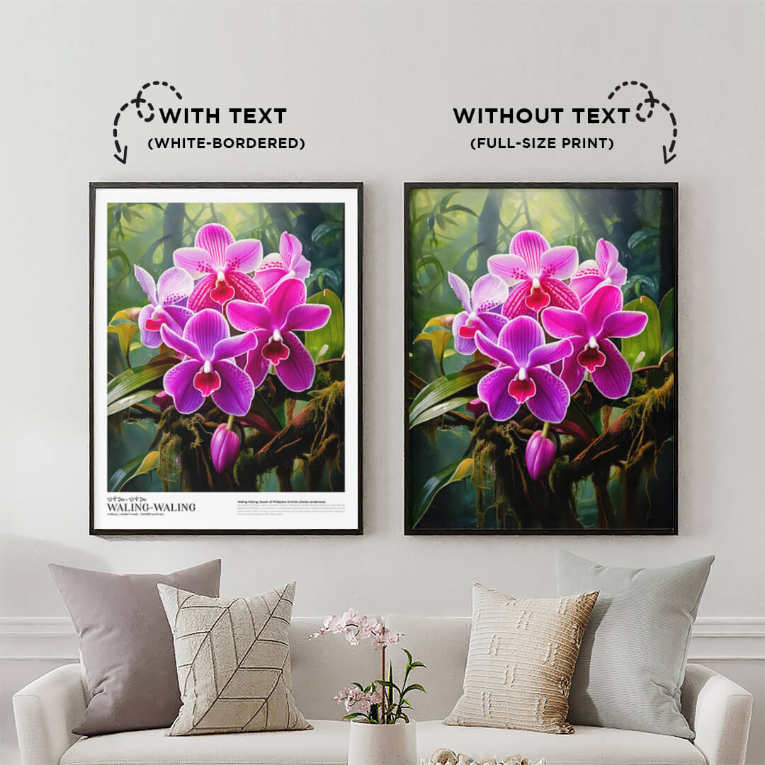 Waling-Waling (Queen of Philippines Orchids)