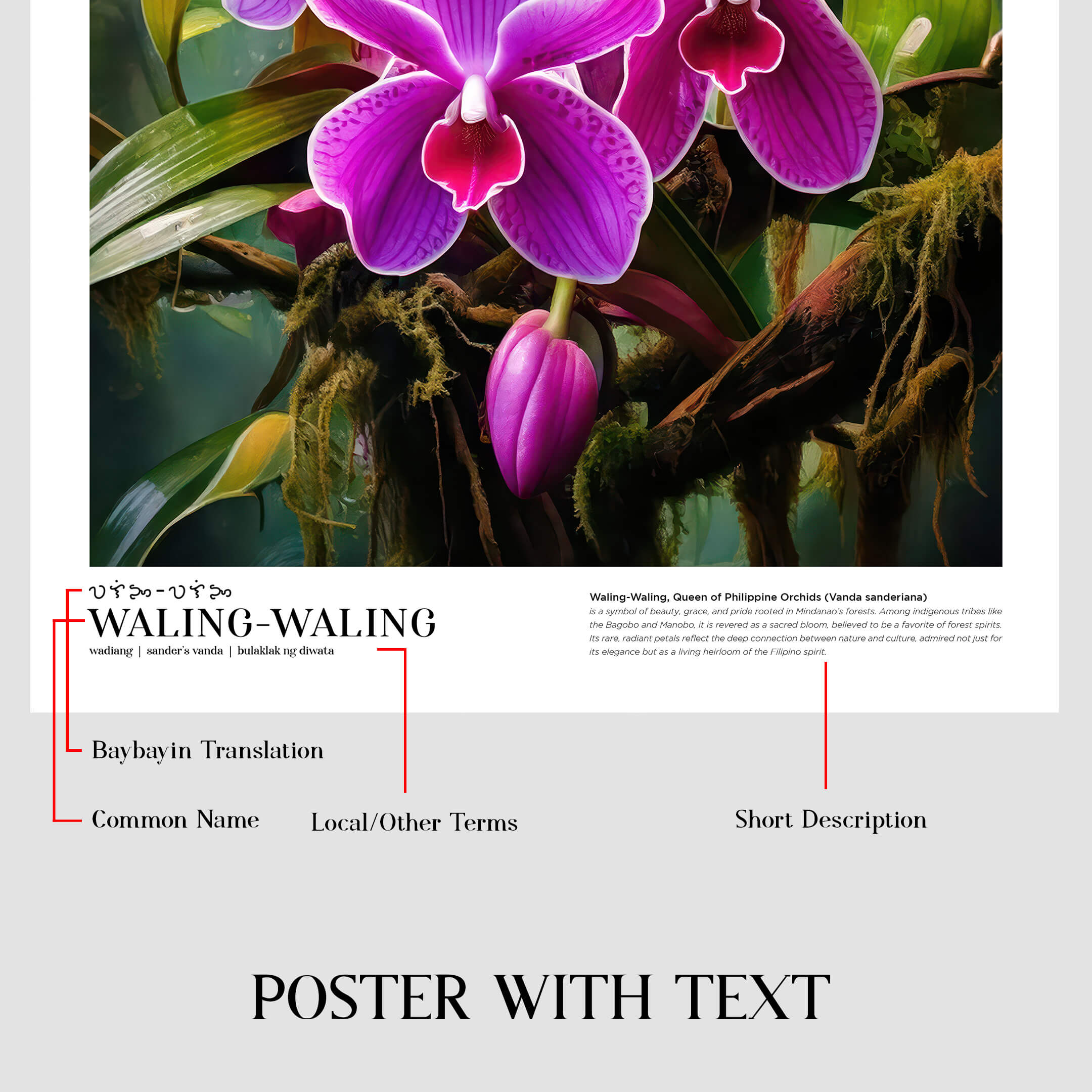 Waling-Waling (Queen of Philippines Orchids)